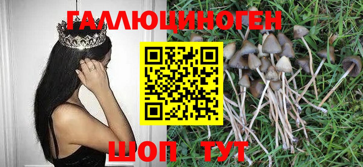 Галлюциногенные грибы Psilocybe Жуковский