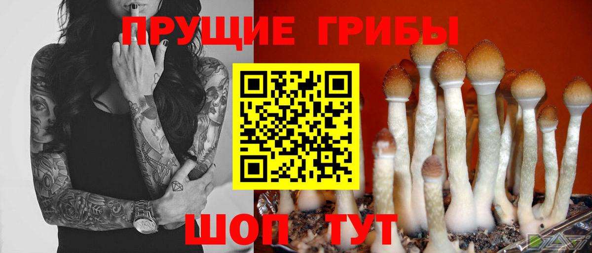 Псилоцибиновые грибы Psilocybe  купить наркоту  Жуковский  Вход с VPN 